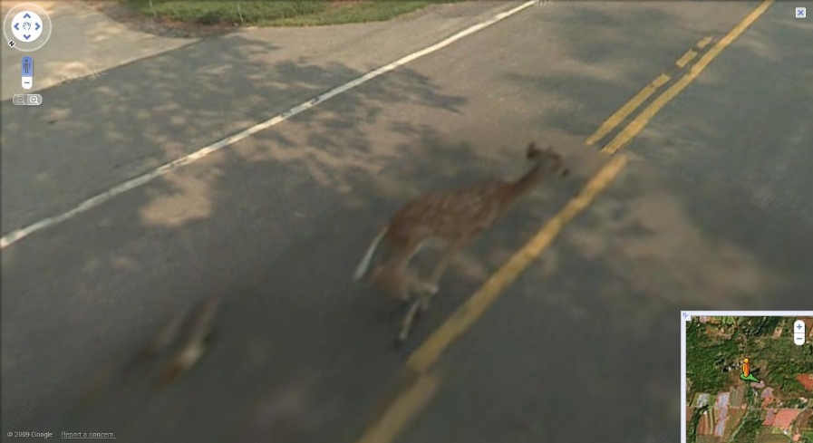 Google Street View aracı geyike’e çarpıyor